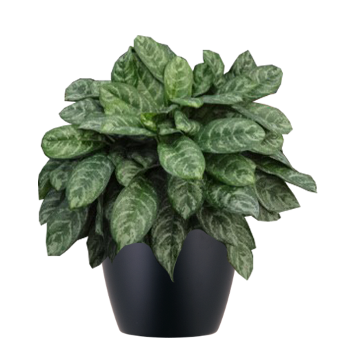 Aglaonema-Calypso_Low_Light