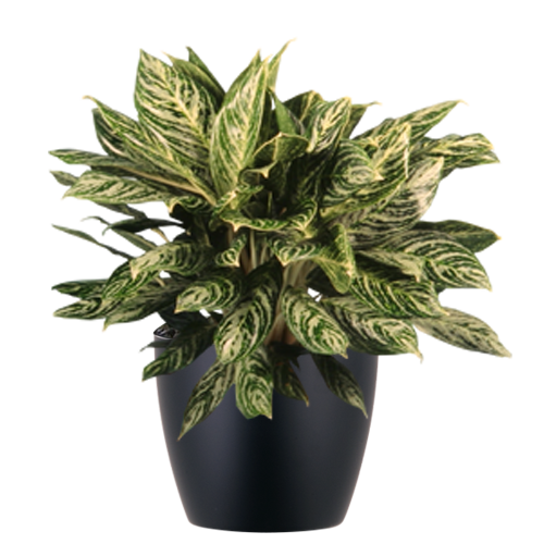 Aglaonema-Corey_Low_Light