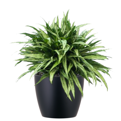 Aglaonema-Cutlass_Low_Light