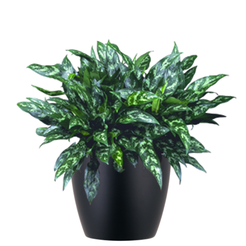 Aglaonema-Emerald-Beauty_Low_Light