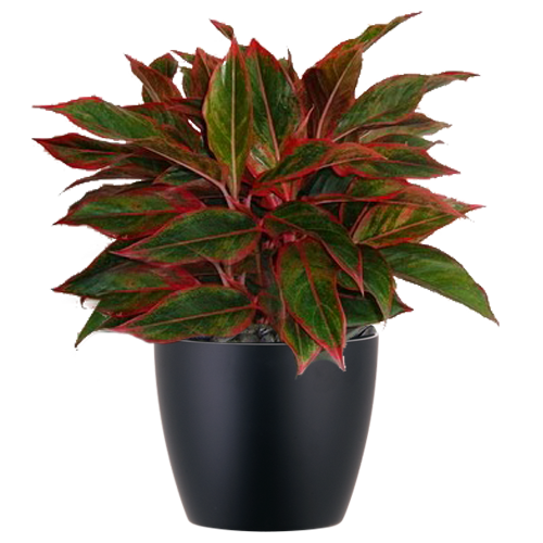 Aglaonema-Firecracker_Low_Light