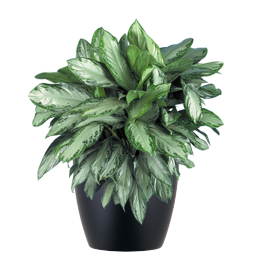 Aglaonema-Silver-Bay_Low_Light