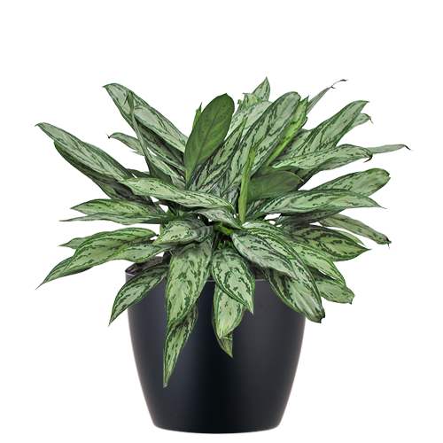 Aglaonema-Silver-Queen_Low_Light