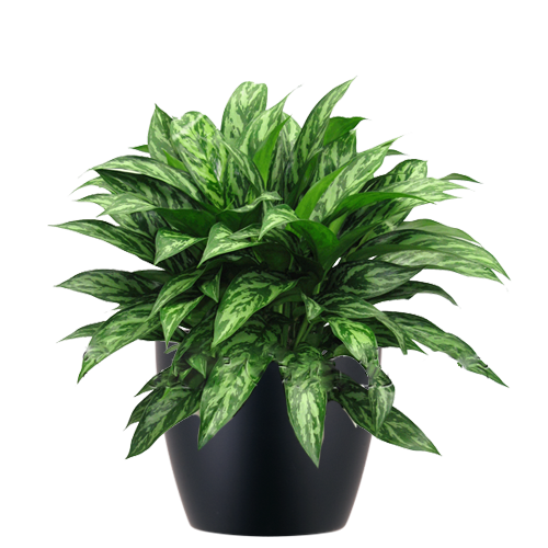 Aglaonema-Tigress_Low_Light