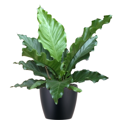 Anthurium-Ruffles-Mid-Light