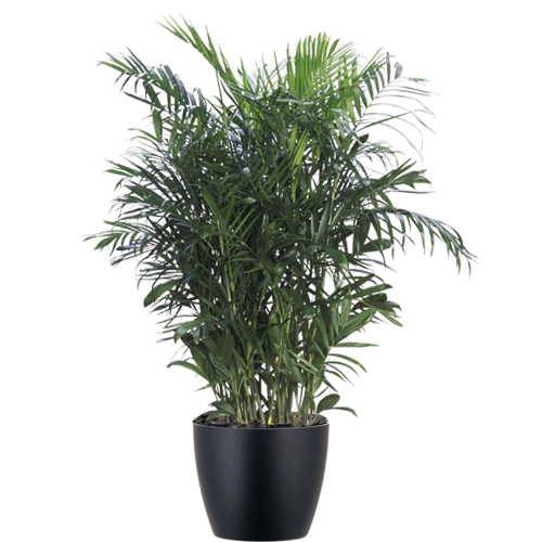 Bamboo-Palm-Mid-Light
