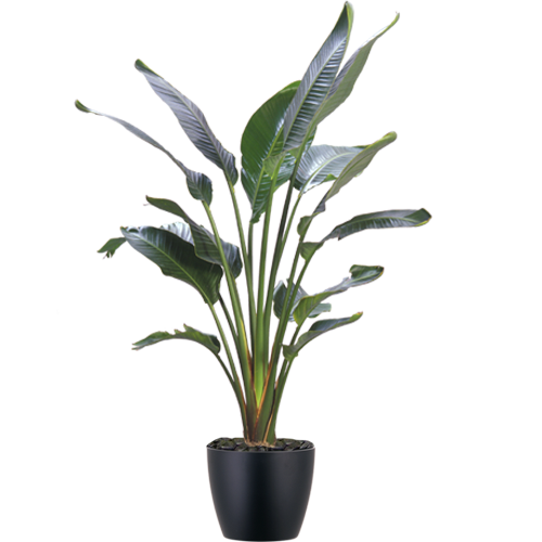 Bird-of-Paradise-Mid-Light