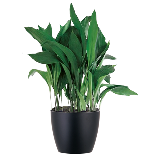 Aspidistra_Low_Light
