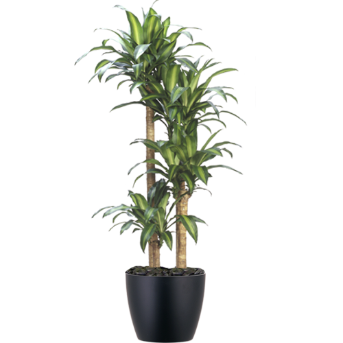 Corn-Cane_Low_Light