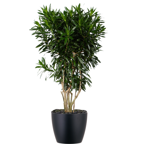 Dracaena-Pleomele-Reflexa-Mid-Light