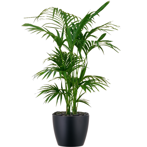 Kentia-Palm_Low_Light