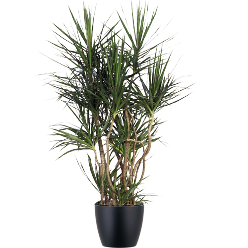 Marginata-Mid-Light