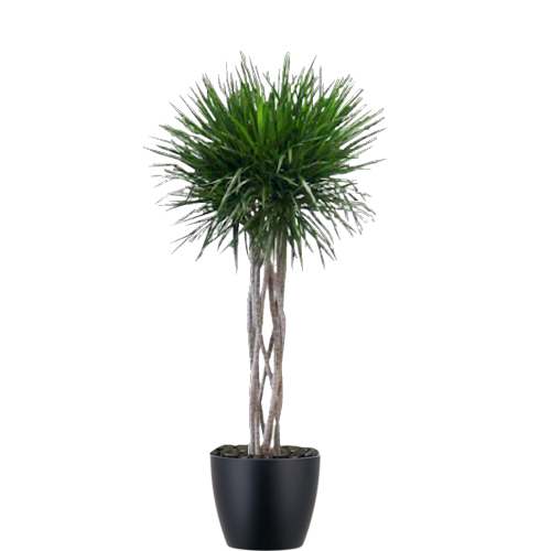 Marginata-Open-Weave-Mid-Light