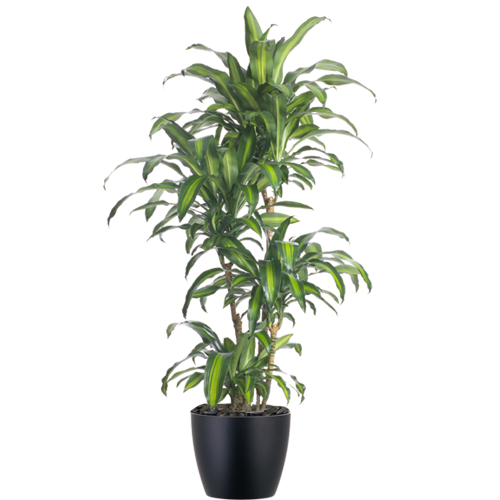 Mass-Cane-Hawaiian_Low_Light