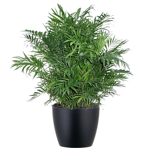 Palm-Neanthe-Bella_Low_Light