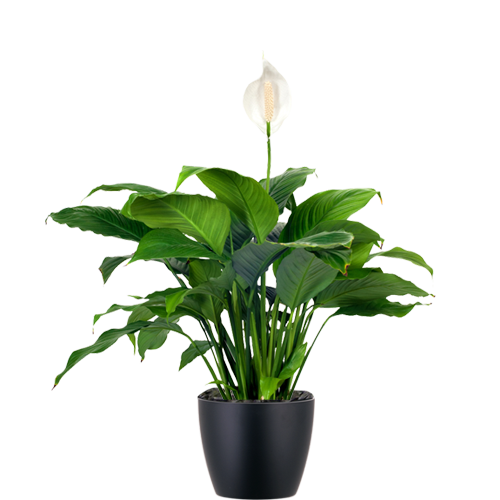 Peace-Lily_Low_Light