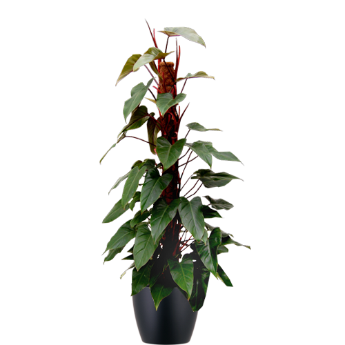 Philodendron-Imperial-Red-Totem-Mid-Light