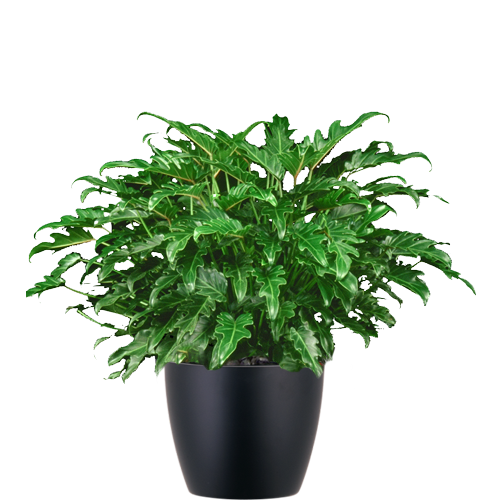 Philodendron-Xanadu-Mid-Light