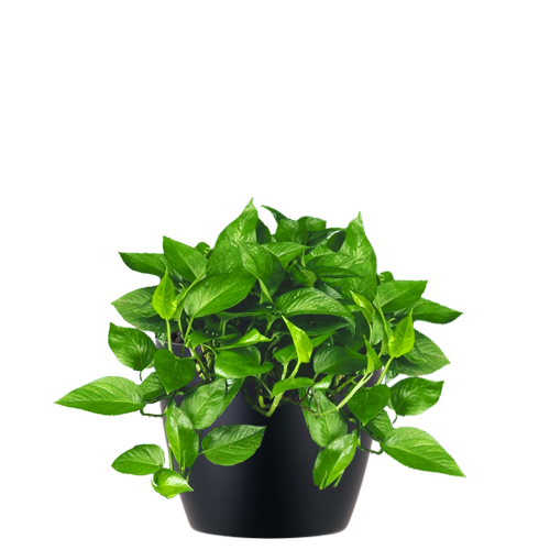 Pothos-Jade_Low_Light