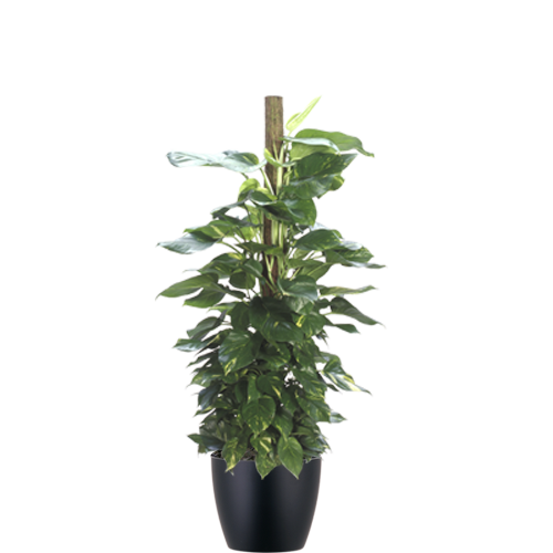 Pothos-Marble-Totem_Low_Light