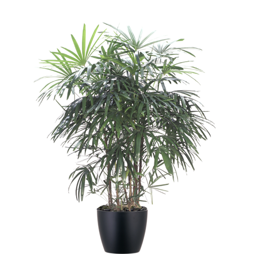 Rhapis-Palm-Mid-Light