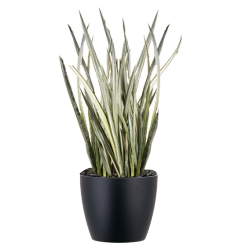 Sansevieria-Bantels-Sensation_Low_Light