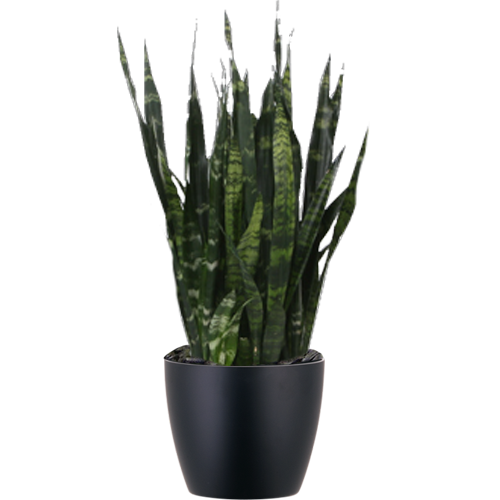 Sansevieria-Black-Coral_Low_Light