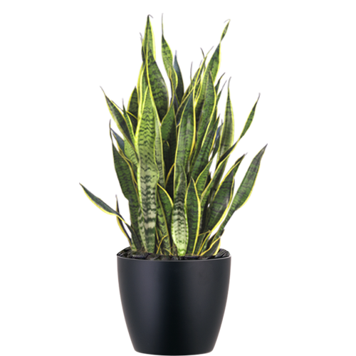 Sansevieria-Laurentii_Low_Light