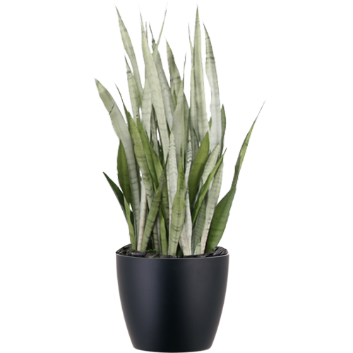 Sansevieria-Silver-Queen_Low_Light