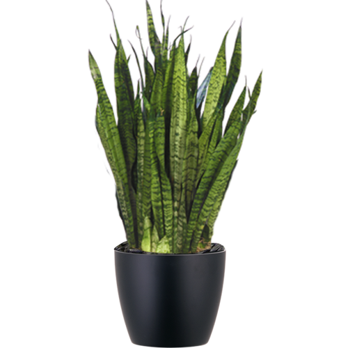 Sansevieria-Zeylanica_Low_Light