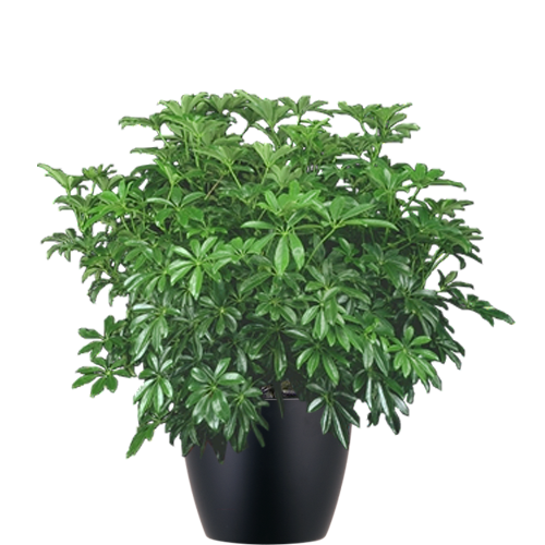 Schefflera-Arboricola-Bush-Mid-Light