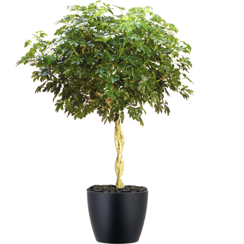 Schefflera-Arboricola-Standard-Mid-Light