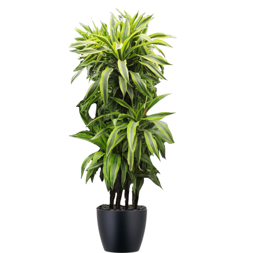 Warneckii-Gold-Star-Cane-Mid-Light