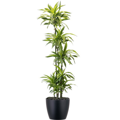 Warneckii-Lemon-Lime-Cane-Mid-Light