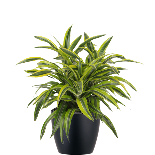 Warneckii-Lemon-Lime-Mid-Light