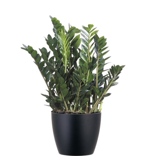 Zamioculcas-Zamifolia_Low_Light