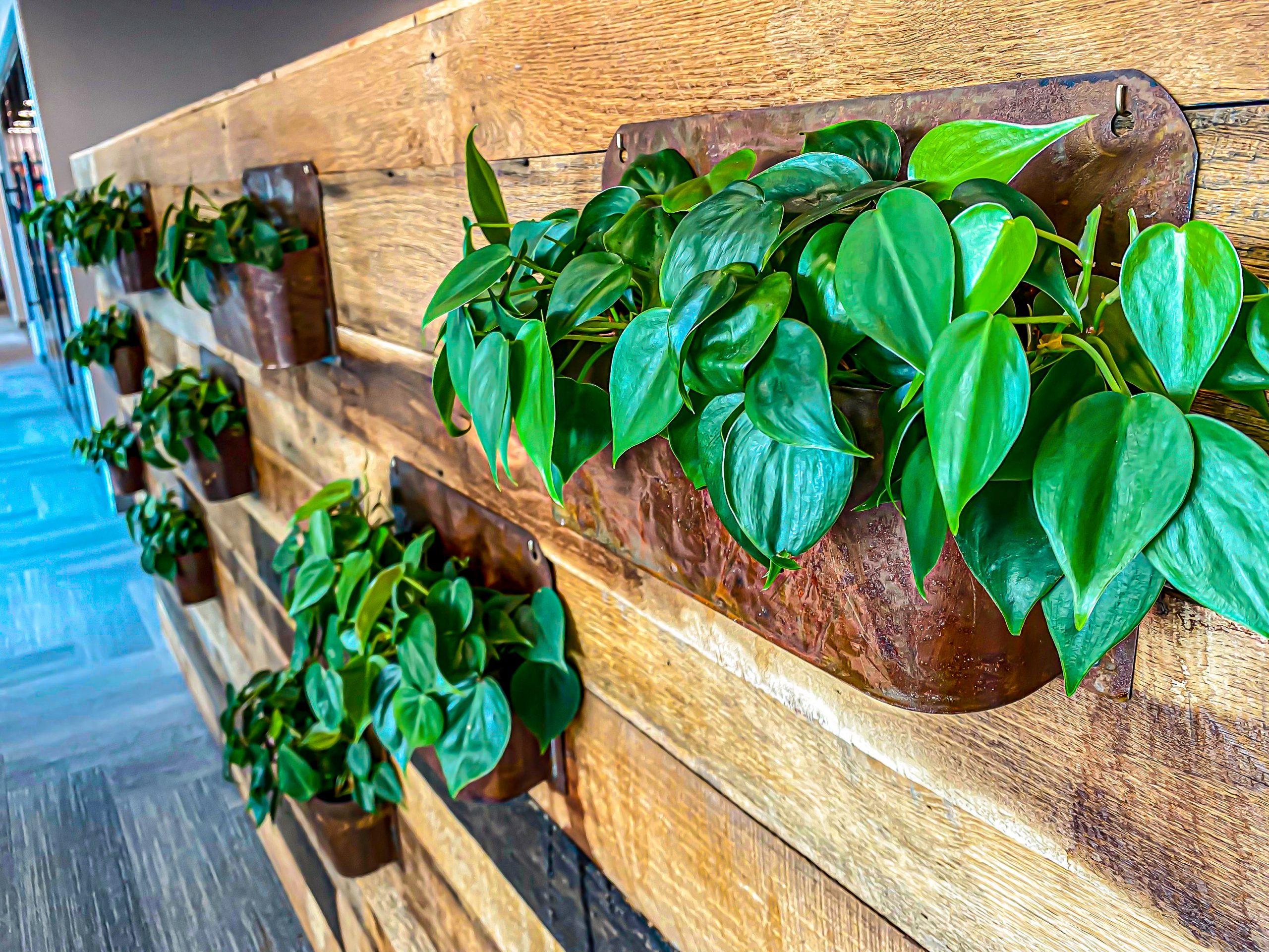 philodendron wallscape wallscape