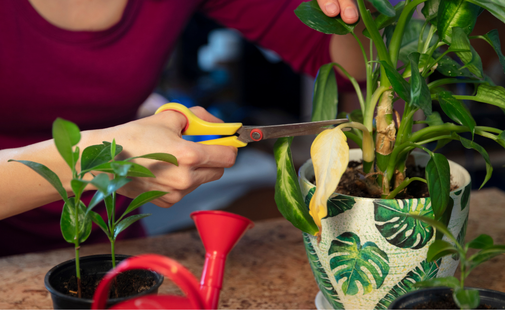 Pruning yellow