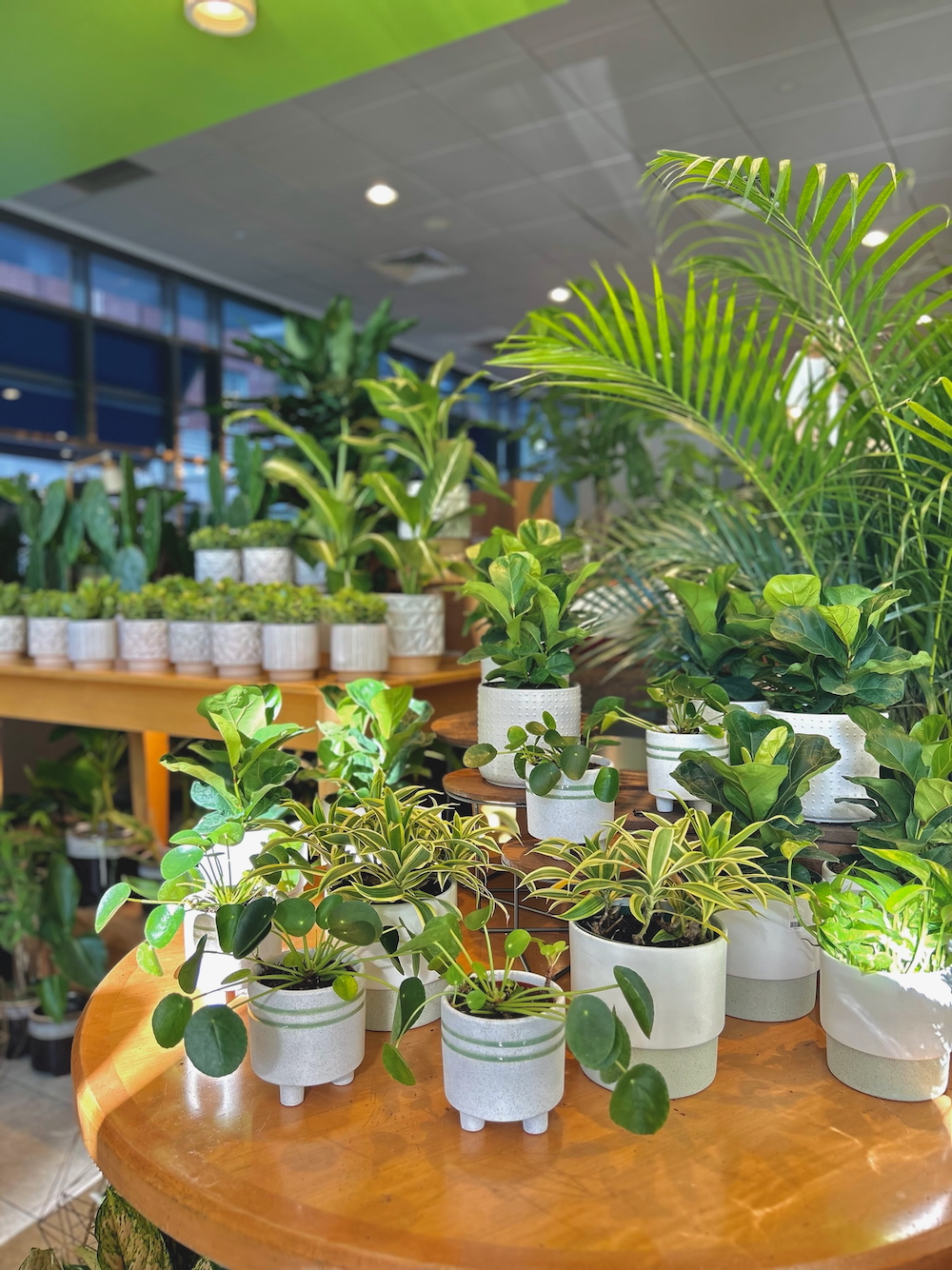 sprout 4 sprout plant shop